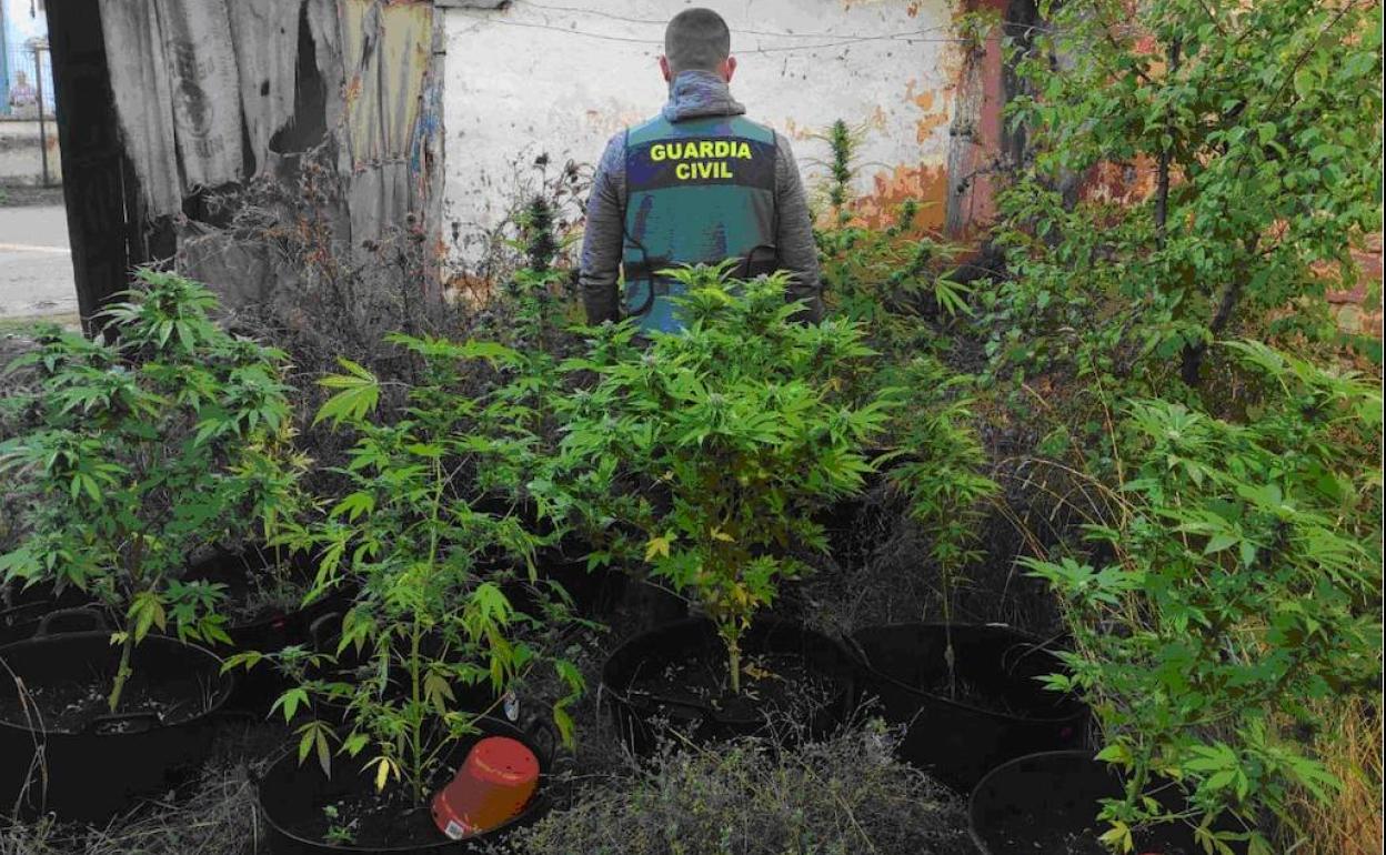 La Guardia Civil Desmantela Dos Plantaciones De Marihuana En La ...